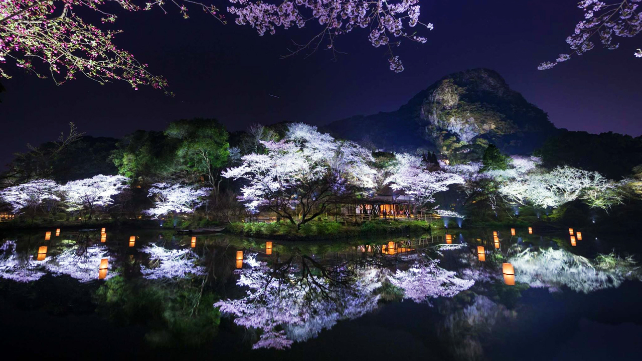 Evening: Kyushu's largest cherry blossom illumination